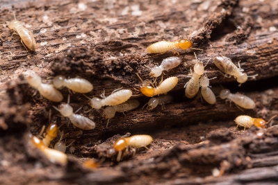 Photo of Is My Local Pest Control Company Charging a FAIR Price?